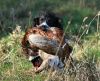 Polly and pheasant